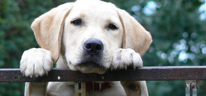 狗冬天掉毛很严重正常吗