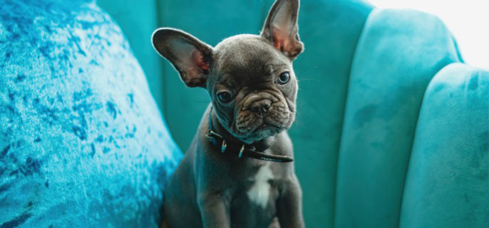 两个月的狗狗可以洗澡吗