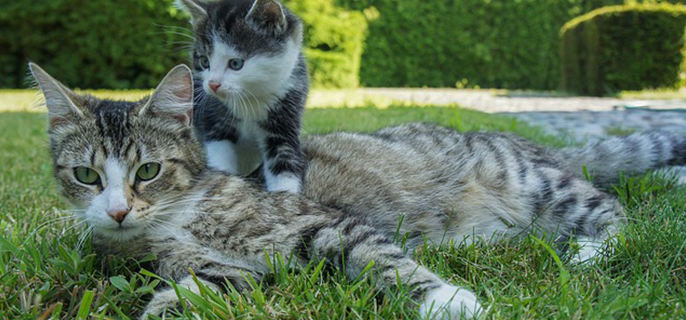 冬天猫咪频繁喝水怎么回事