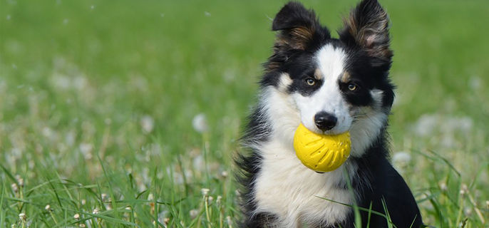 狗狗一年发几次情分别在什么季节?