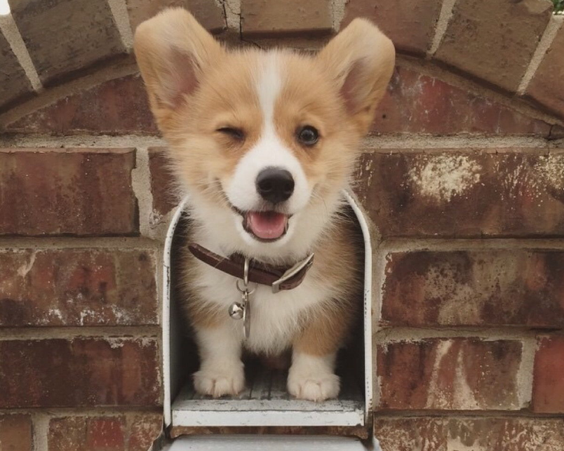 狗狗有多爱你？一个眼神就足够了！