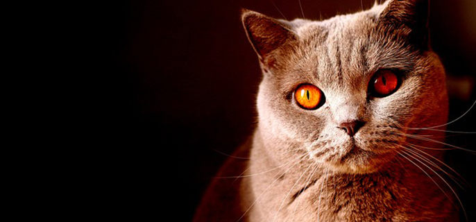 猫踩奶是怎么回事