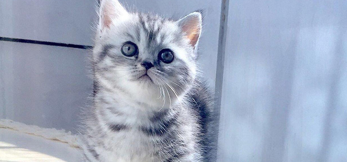 猫喝牛奶会怎样