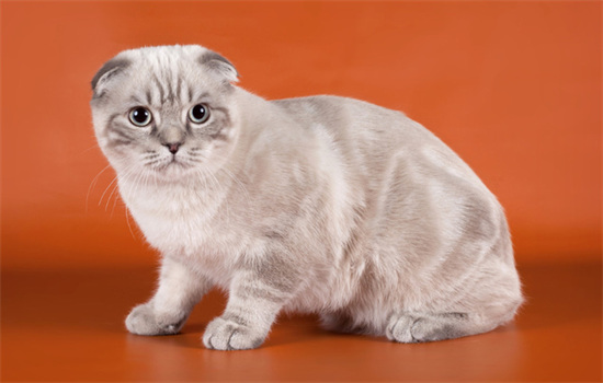 ​怎么确认是否是折耳猫