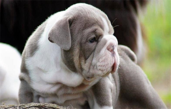 宠物店如何证明打了疫苗