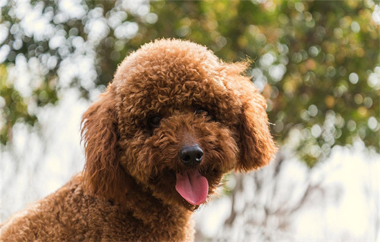 泰迪犬为什么被那么多人讨厌