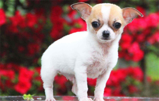 狗狗下雪天能出去吗