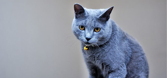 猫是不是到了冬天会变瘦