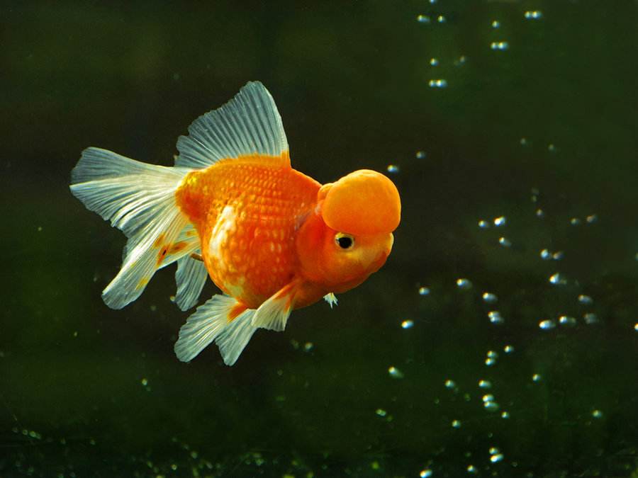 金鱼的卵什么颜色的才能孵化 小可爱宠物网