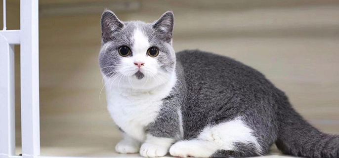 猫便秘吃什么最快排便