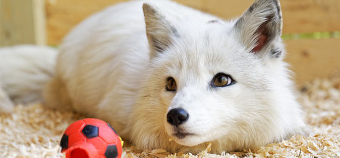 宠物白狐吃什么