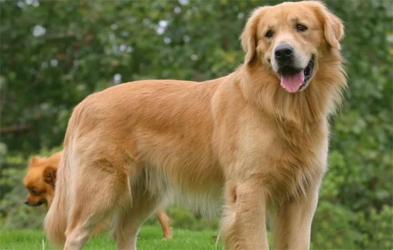 ​长毛大型犬有哪些品种