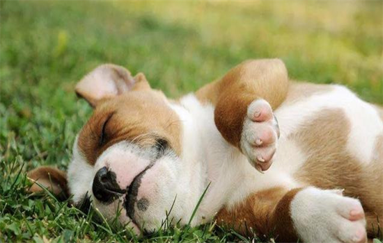 ​狗狗狂犬疫苗多久打一次最好