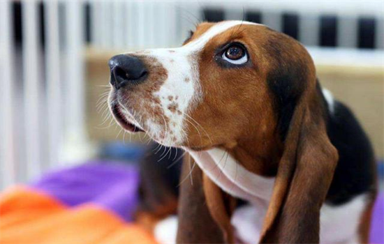 农村怎么盖狗窝