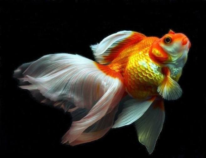 金鱼为什么总是浮到水面上呼吸