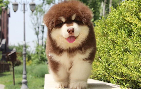 狗时常去吃一种草叫什么