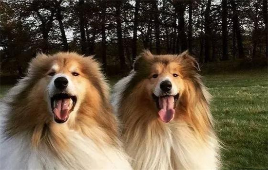 狗狗呕吐白色泡沫怎么办精神挺好