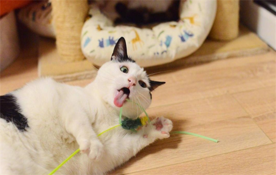 如果猫去世了怎么处理