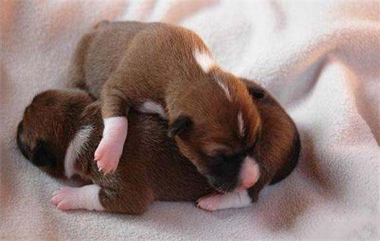 幼犬吃什么食物比较好