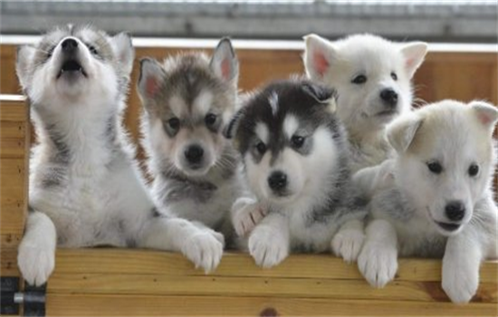 狗狗换狗粮会出现什么情况