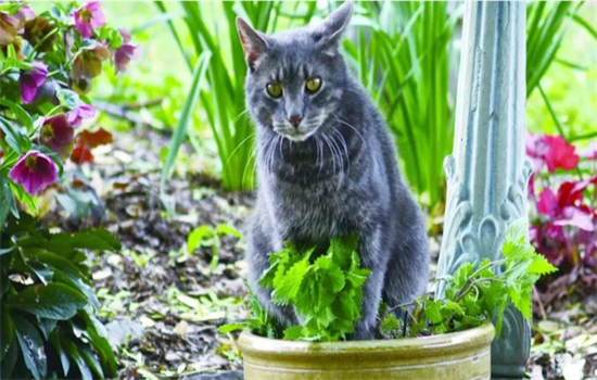 ​晚上外面的野猫一直叫是怎么回事