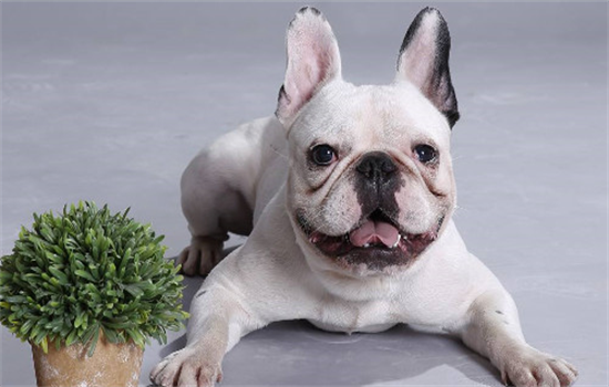 狗狗吃了老鼠药怎么急救可以喝浓茶不