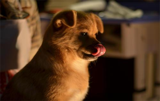 ​打狗狗怎么恢复信任