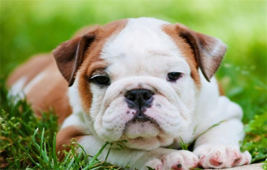 ​英国斗牛犬是禁养犬吗