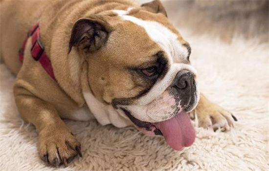 狗狗腸梗阻嚴重嗎狗狗腸梗阻有生命危險嗎能活多久