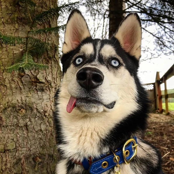 养狗年度“社死”瞬间，简直哭笑不得！