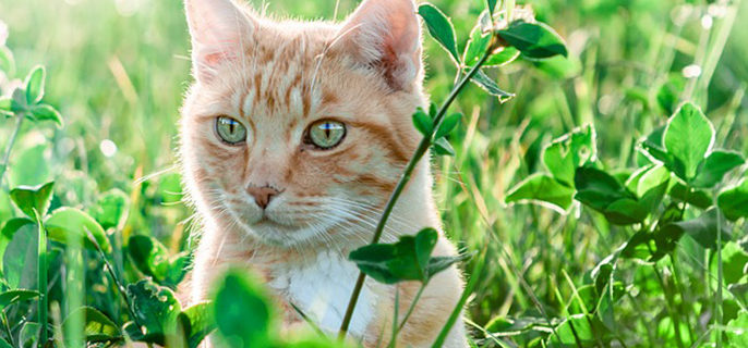 猫薄荷几个月的猫可以用