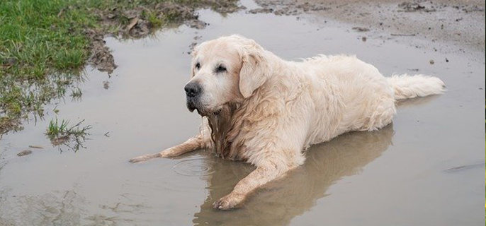 狗狗可以吃馒头吗