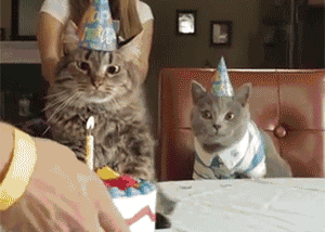 猫有这4种行为，说明它已经不把你放在眼里了