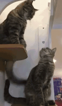 猫有这4种行为，说明它已经不把你放在眼里了