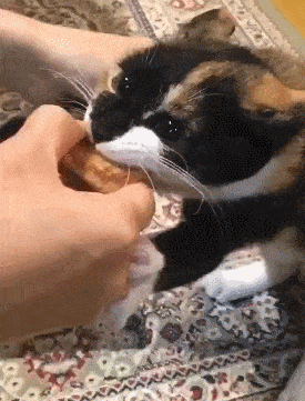 猫有这4种行为，说明它已经不把你放在眼里了