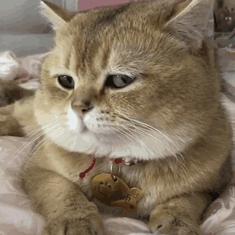 猫有这4种行为，说明它已经不把你放在眼里了