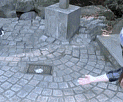 猫有这4种行为，说明它已经不把你放在眼里了