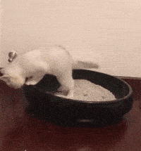 猫有这4种行为，说明它已经不把你放在眼里了