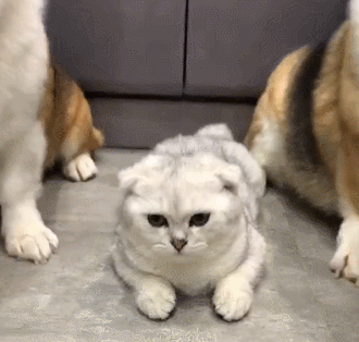 猫有这4种行为，说明它已经不把你放在眼里了