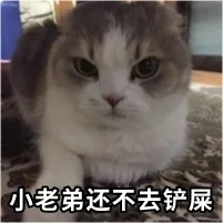 猫有这4种行为，说明它已经不把你放在眼里了