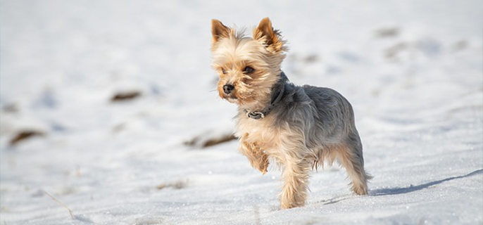 冬天狗狗睡觉需要盖被子吗