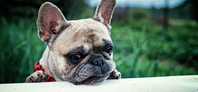 狗可以吃桑葚吗