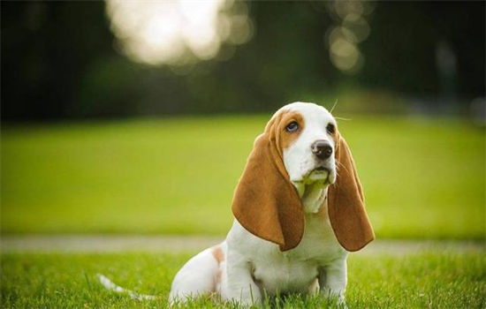 小狗不听话该怎么办