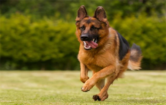 ​警犬是什么品种的狗