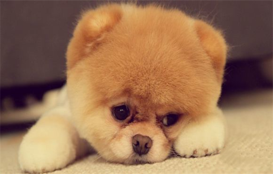 狗狗断血线会不会很疼