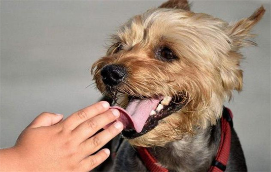 ​串串狗好养吗聪明吗