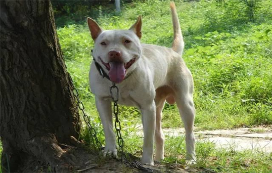 ​中华田园犬能活几年