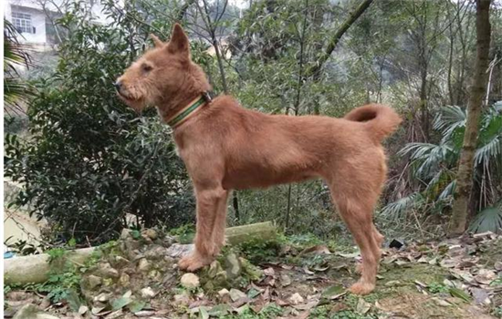 中华田园犬能活几年