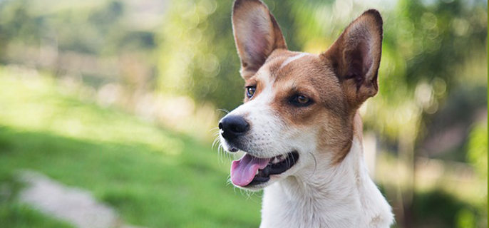 狗狗吃营养膏的禁忌