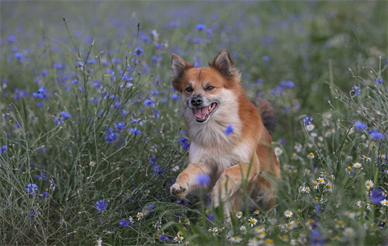 狗狂犬病的症状